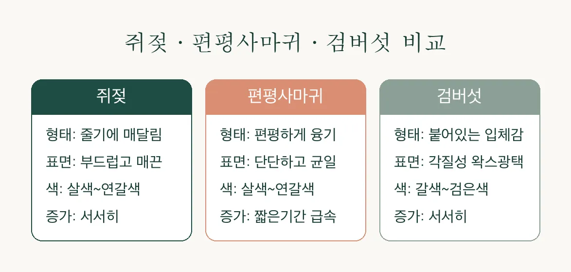 목 쥐젖 편평사마귀 검버섯 구분, 오돌토돌한 돌기 정체는 무엇일까요 관련 이미지 2